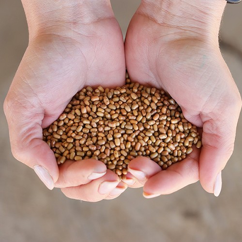 Moth Beans