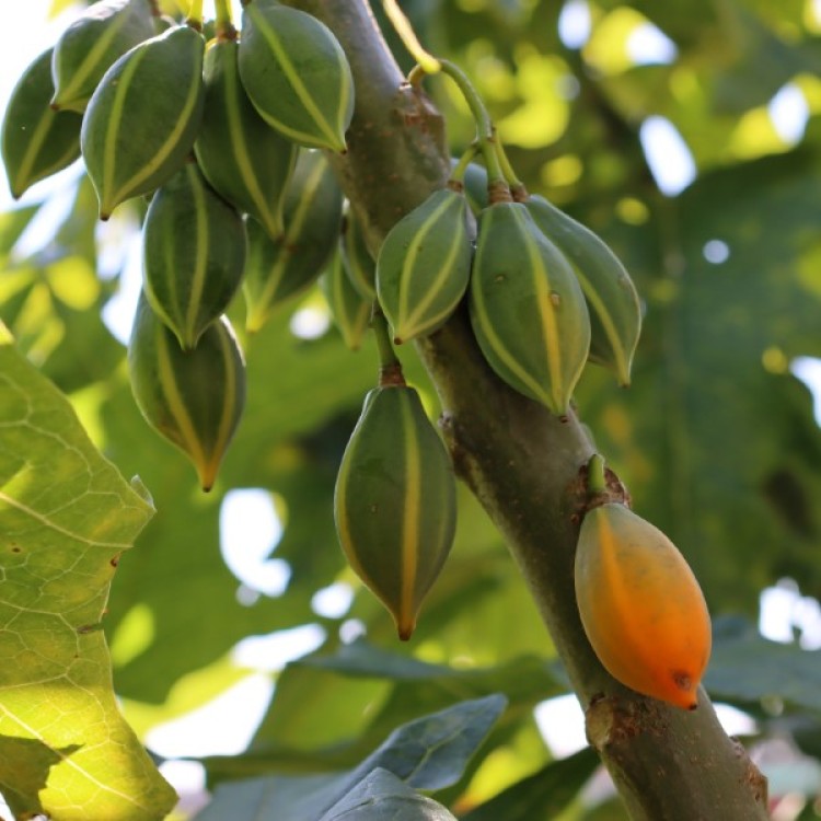 Mountain Papaya