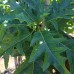 Mountain Papaya