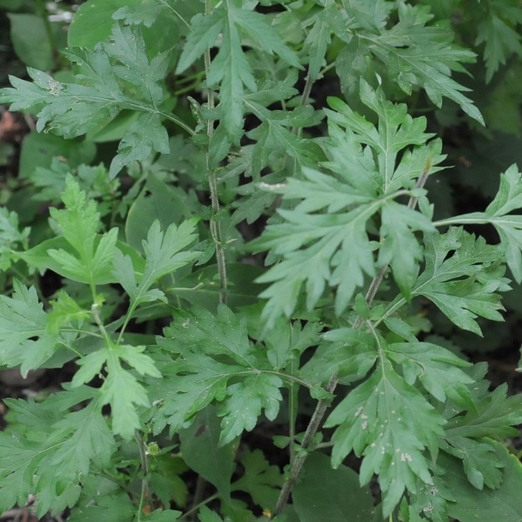 Mugwort