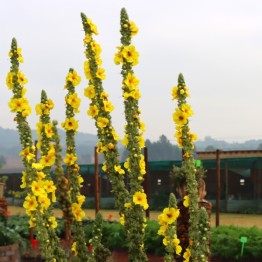 Mullein