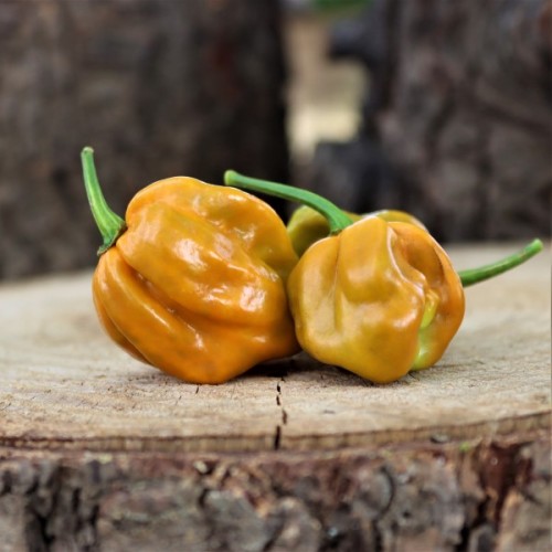 Habanero Mustard