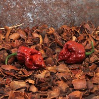 Naga Brain Rust