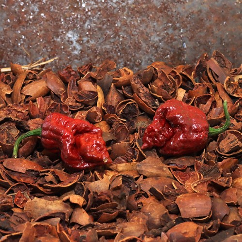 Naga Brain Rust