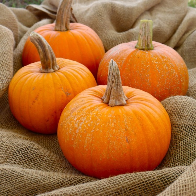 New England Sugar Pie Pumpkin