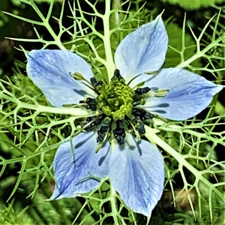 Nigella (Black Seed)