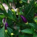 NuMex Twilight Chilli