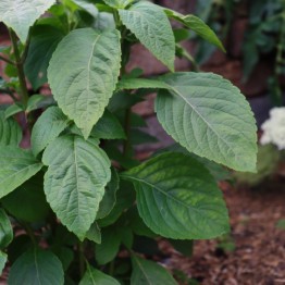 Basil Nunum