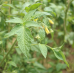 Oaxacan Jewel Tomato (Regular-Leaf)