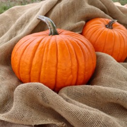 Ol Zeb's Pumpkin