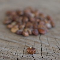 Old Timer Cowpeas