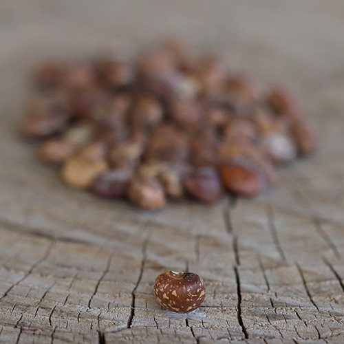 Old Timer Cowpeas