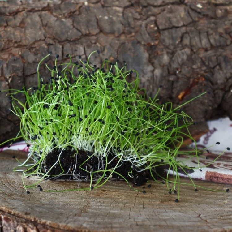 Onion Sprouts