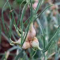 Oom Gideon Shallots (Top Sets) Oom Gideon Shallots (Top Sets)