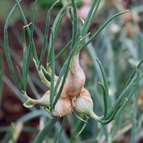 Oom Gideon Shallots (Top Sets) Oom Gideon Shallots (Top Sets)
