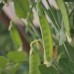 Oregon Giant Peas