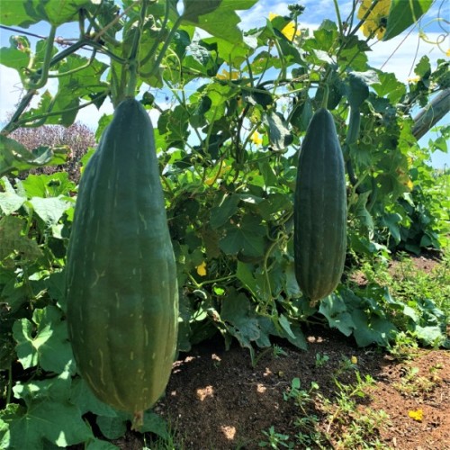 Loofah Ouma's African