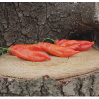 Aji Magyor 