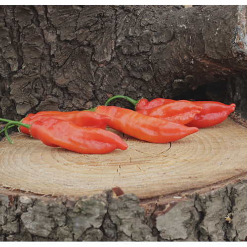 Aji Magyor 