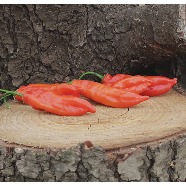Aji Magyor 