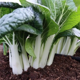 White Stem Pak Choi