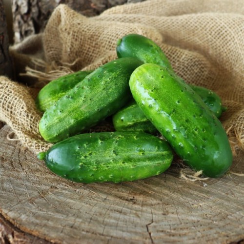 Parisian Pickling Cucumber