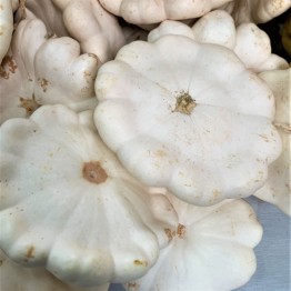 Patty Pan Alba