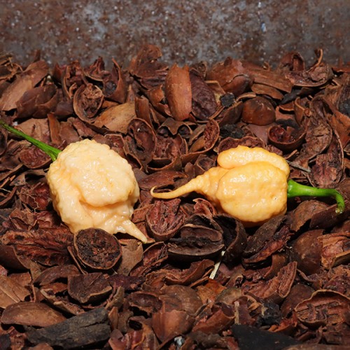 Carolina Reaper Peach