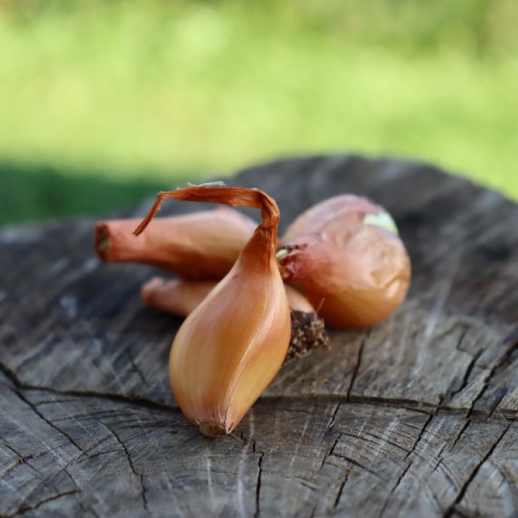 Perennial Shallots