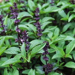Basil Persian