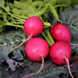 Pink Beauty Radish