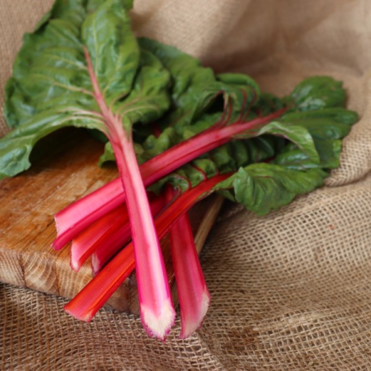 Flamingo Pink Swiss Chard