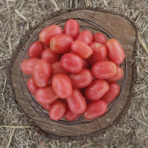 Pink Ice Tomato