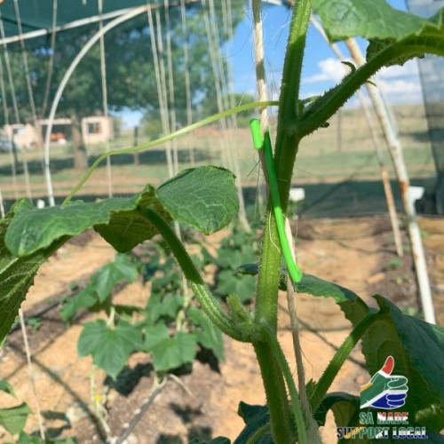 Livingseeds Plant Clips 
