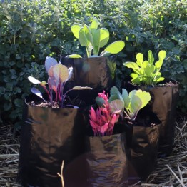 25 Planting Bags 3.75L (Size #5)