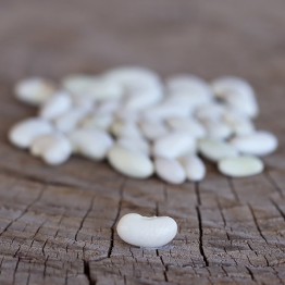 Plazza Bush Bean