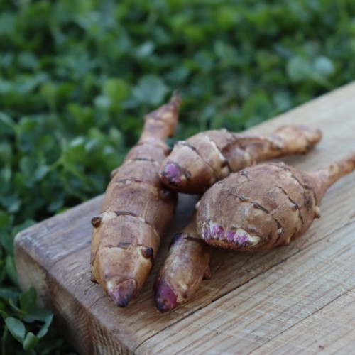 Plett Purple Jerusalem Artichoke