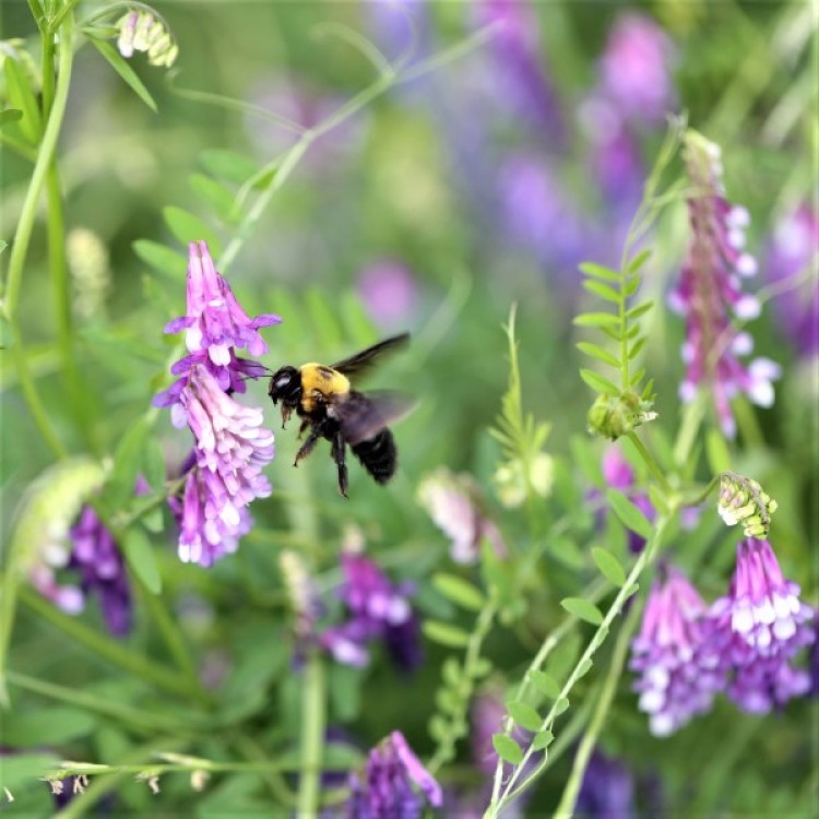 Pollinator Flower Blend