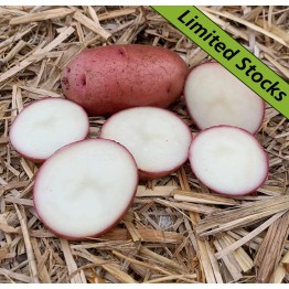 Flamenco Seed Potatoes 