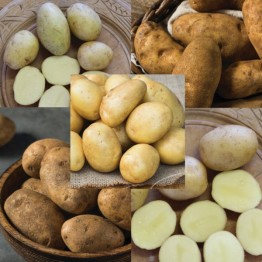 Seed Potato Hampers