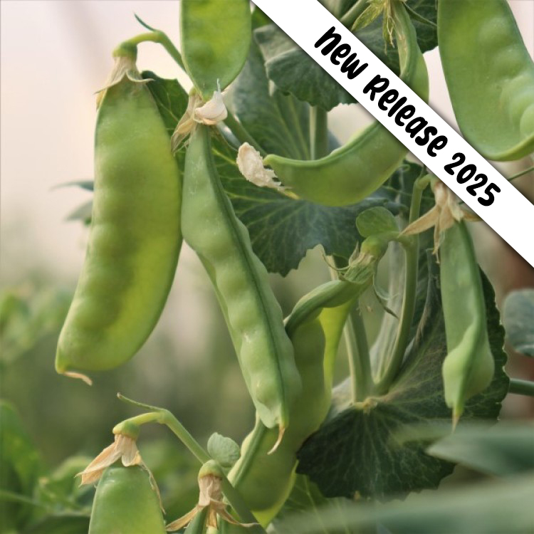 Prime Time Peas