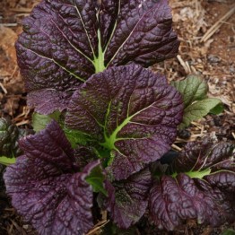 Osaka Purple Mustard