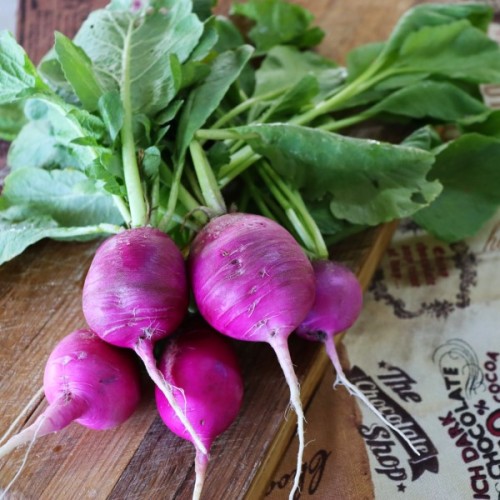 Purple Plum Radish