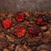 Carolina Reaper Purple