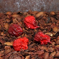Carolina Reaper Purple
