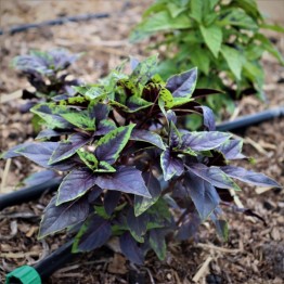 Basil Purple Ruffles