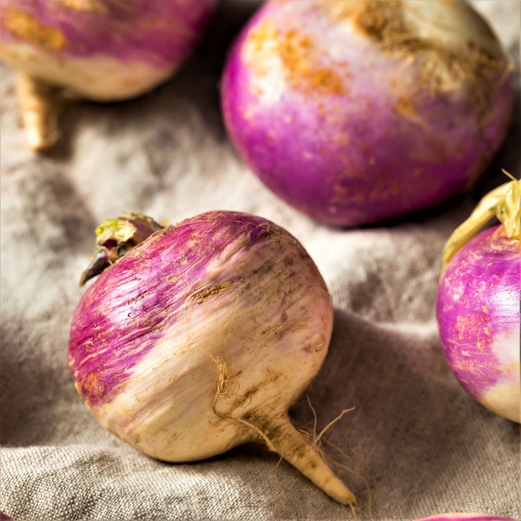 Purple Top White Globe Turnip