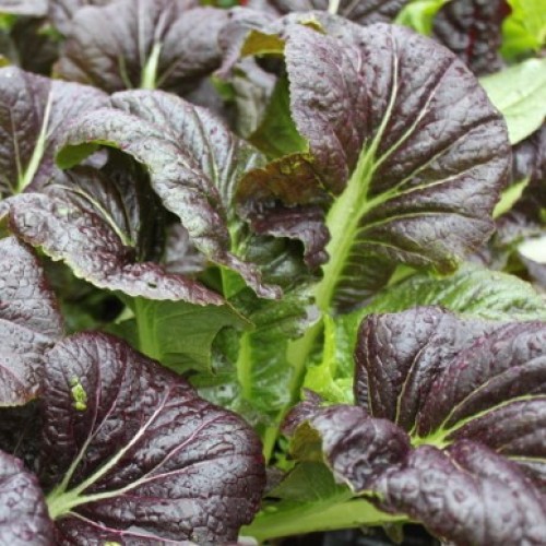 Purple Wave Mustard