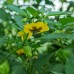 Queen of Malinalco Tomatillo