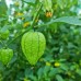 Queen of Malinalco Tomatillo